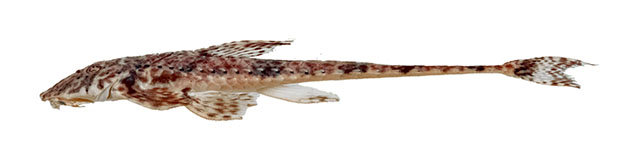 Ribuc_u0.jpg