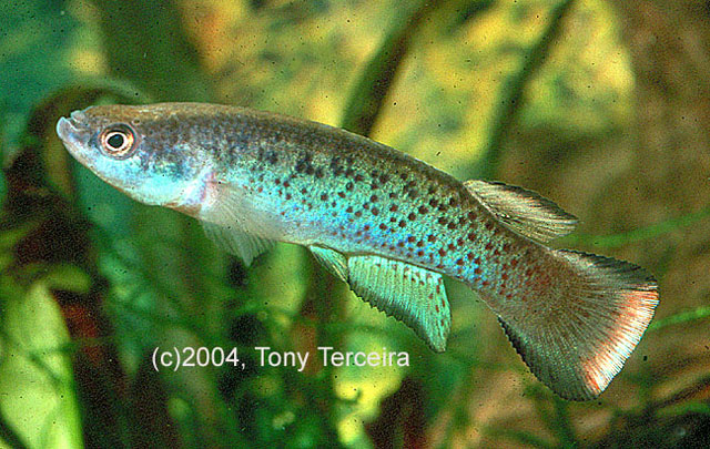 Cynodonichthys magdalenae