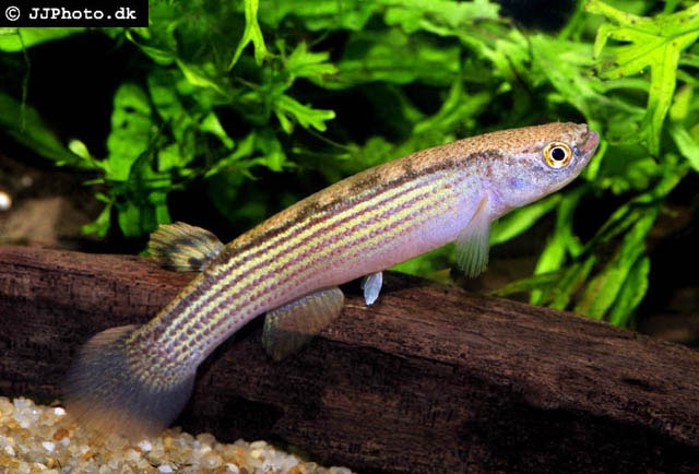 Anablepsoides rubrolineatus