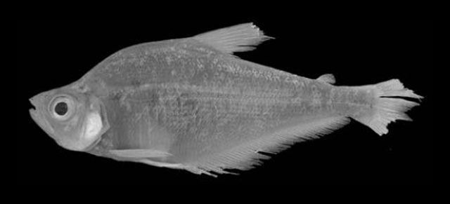 Roeboides affinis