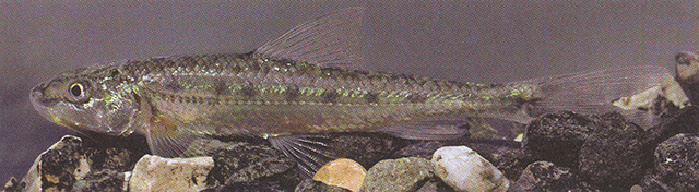 Romanogobio ciscaucasicus