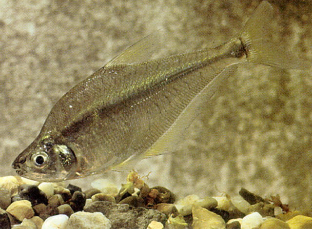 Roeboides dayi