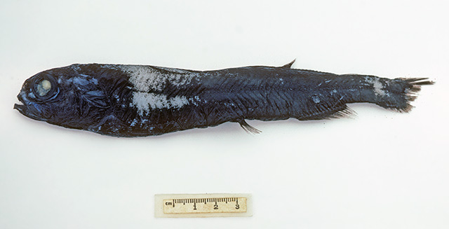 Rouleina eucla