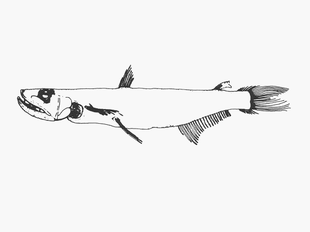 Rosenblattichthys hubbsi