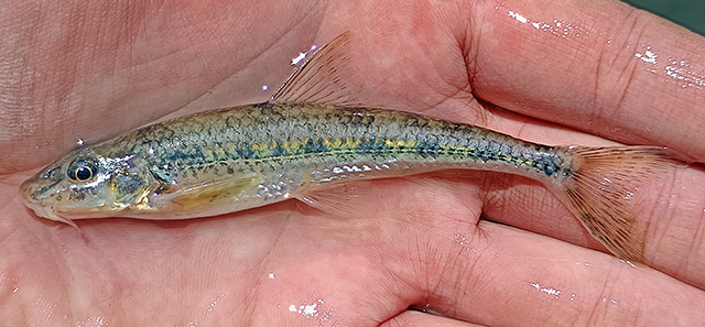 Romanogobio kesslerii