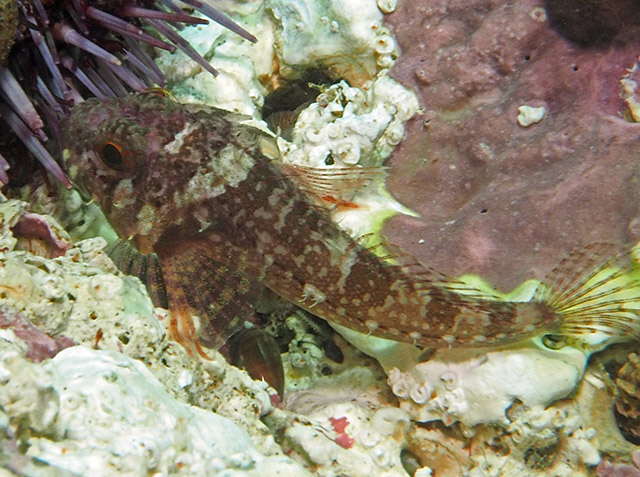 Ruscarius creaseri