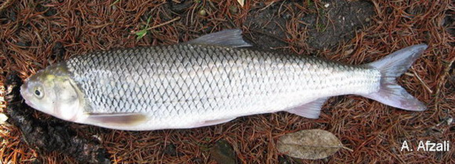 Rutilus frisii