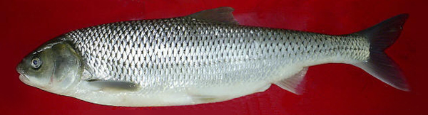 Rutilus kutum