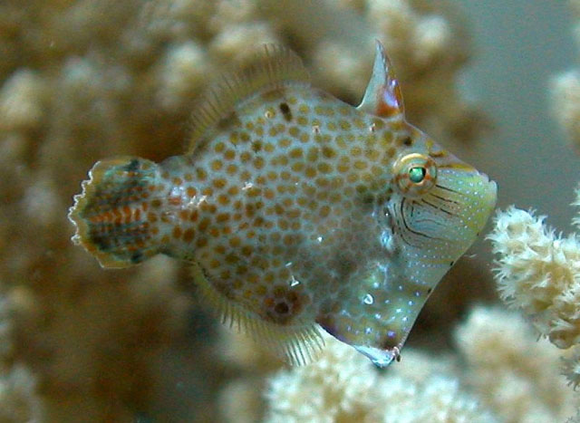 Rudarius minutus
