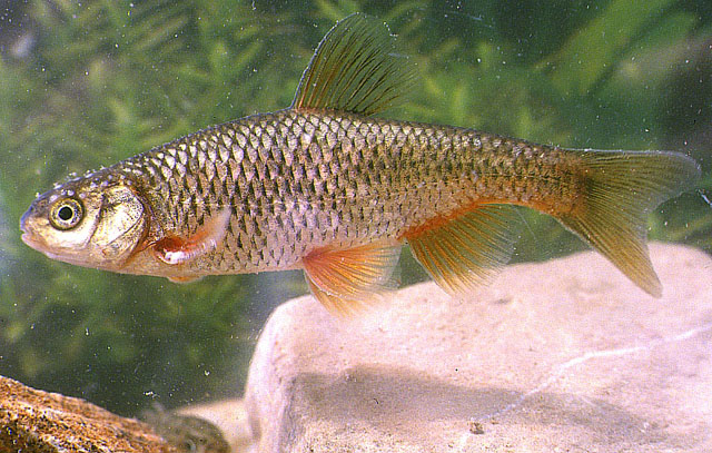 Sarmarutilus rubilio