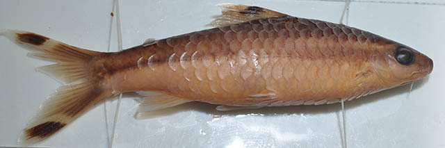 Dawkinsia chalakkudiensis