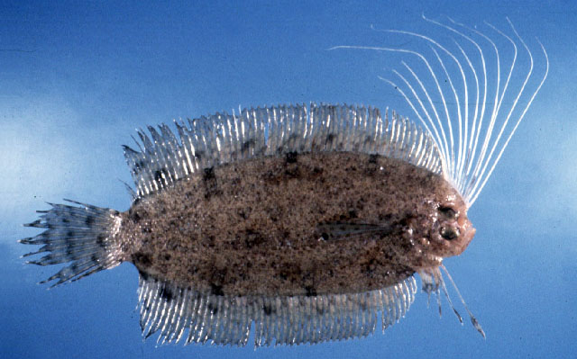 Samaris cristatus