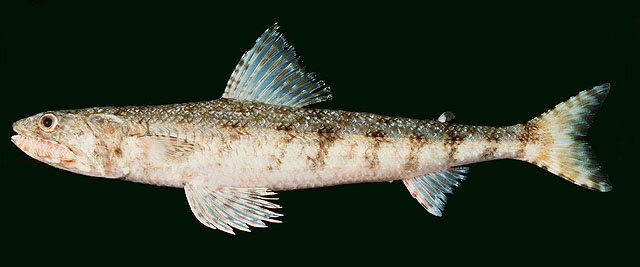 Saurida flamma