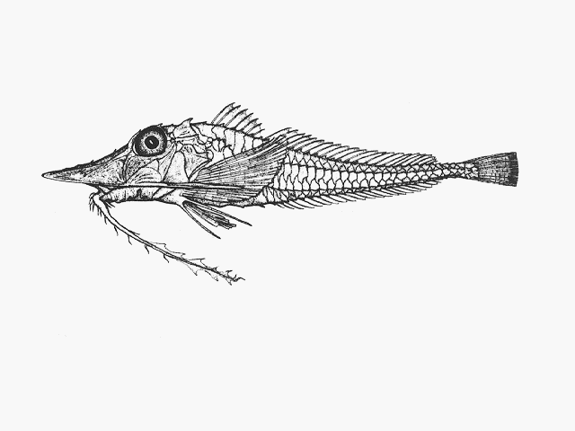 Scalicus investigatoris