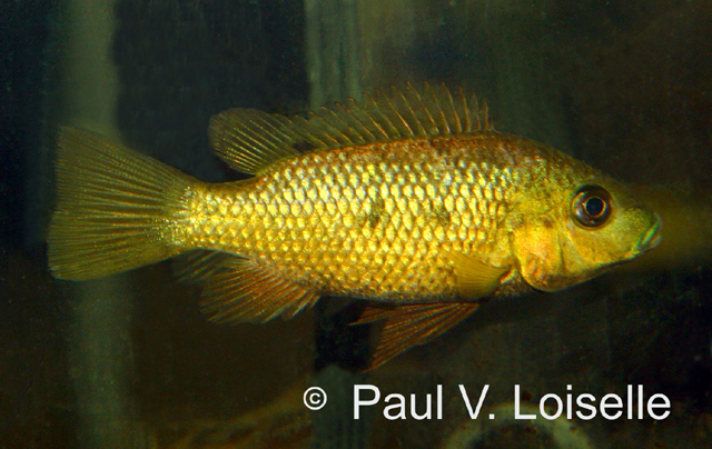 Sarotherodon knauerae