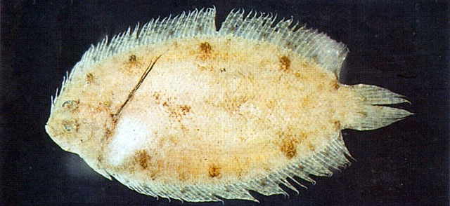Samariscus latus