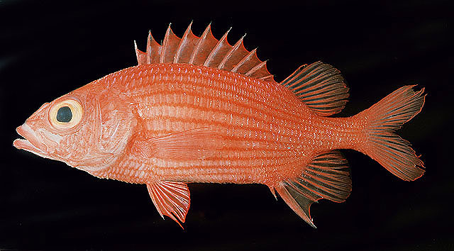 Sargocentron lepros