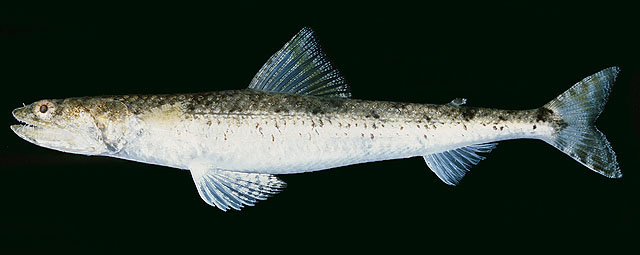 Saurida nebulosa