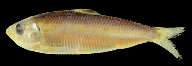 Sardinella pacifica