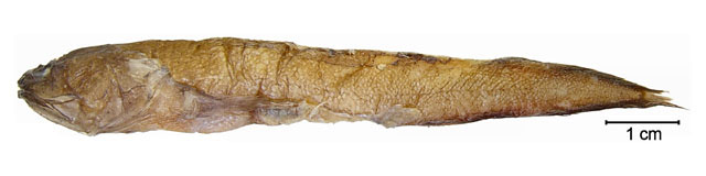 Sapar_u1.jpg