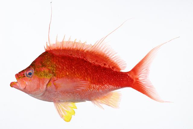 Sacura parva