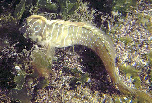 Salaria pavo