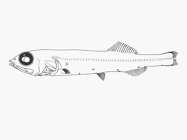 Sagamichthys schnakenbecki