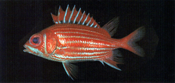 Sargocentron spinosissimum