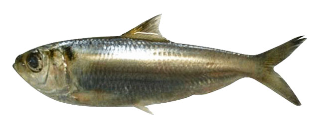 Sataw_u3.jpg