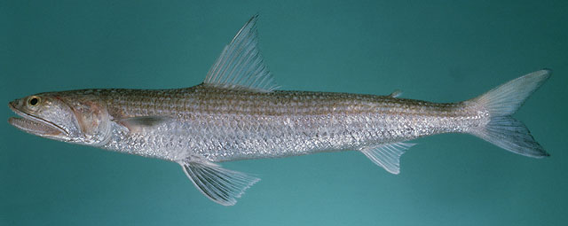 Saurida tumbil
