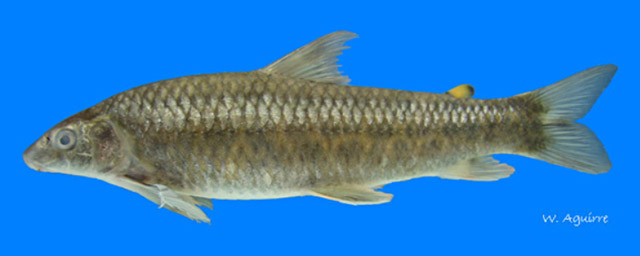Saccodon wagneri