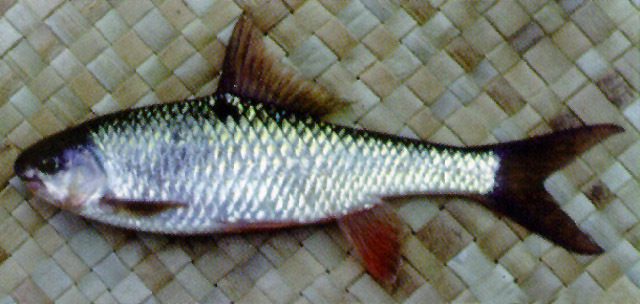 Scaphiodonichthys acanthopterus