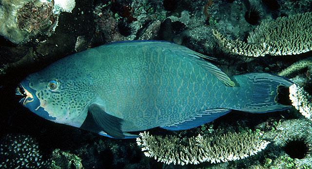 Scarus altipinnis