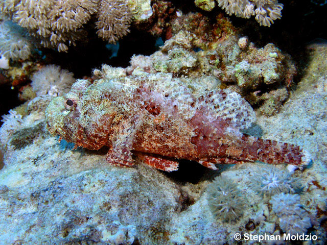 Scorpaenopsis barbata