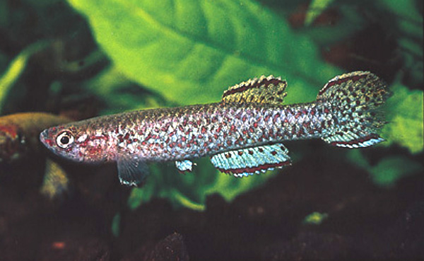 Scriptaphyosemion bertholdi