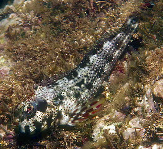 Scartella caboverdiana