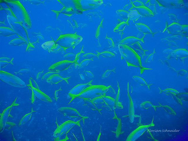 Scorpis chilensis