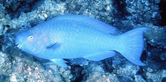 Scarus coeruleus