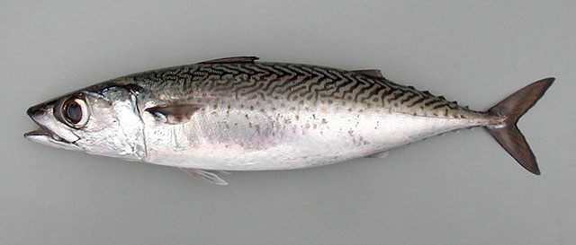 Scomber colias