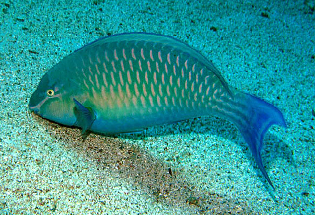Scarus collana