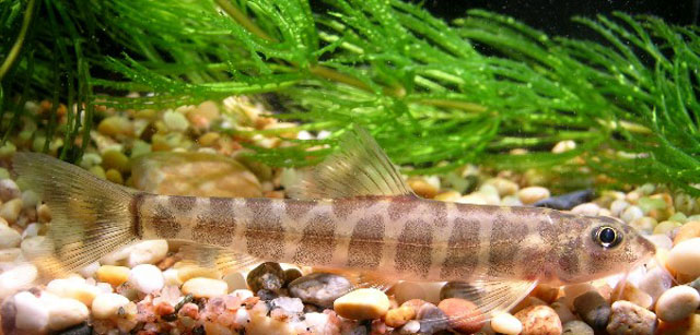 Nemacheilus corica