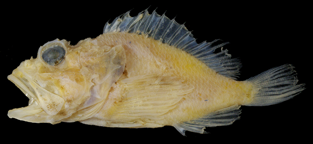 Scorpaenopsis crenulata