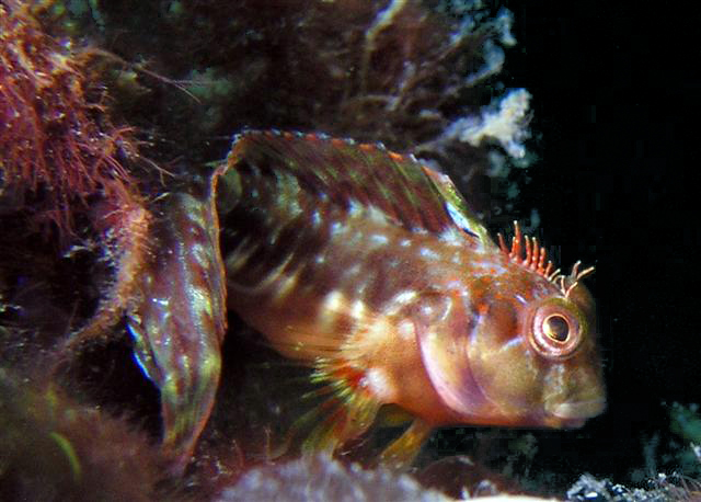 Scartella cristata