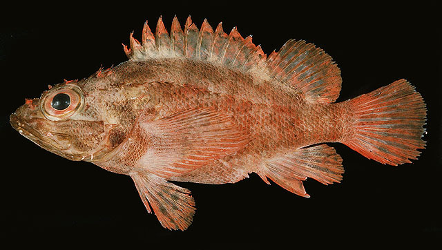 Scorpaenodes englerti