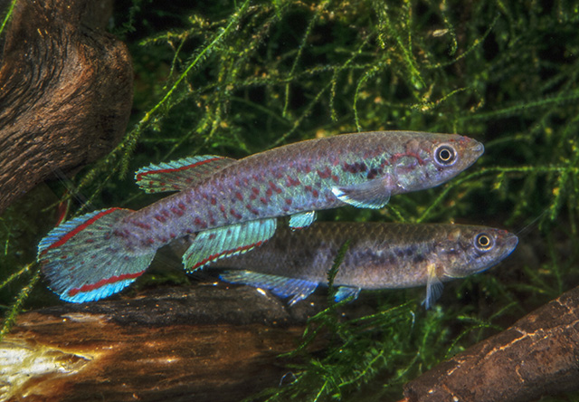 Scriptaphyosemion fredrodi