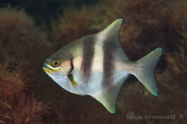 Scorpis georgiana
