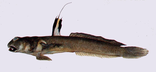 Scartelaos gigas