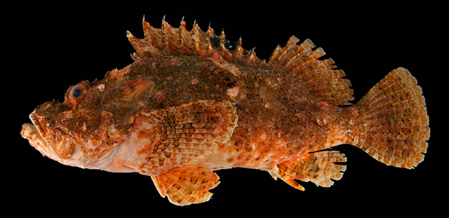 Scorpaenopsis gigas