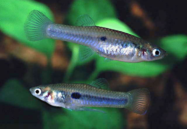 Scolichthys greenwayi