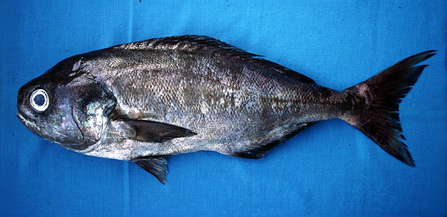 Schedophilus haedrichi